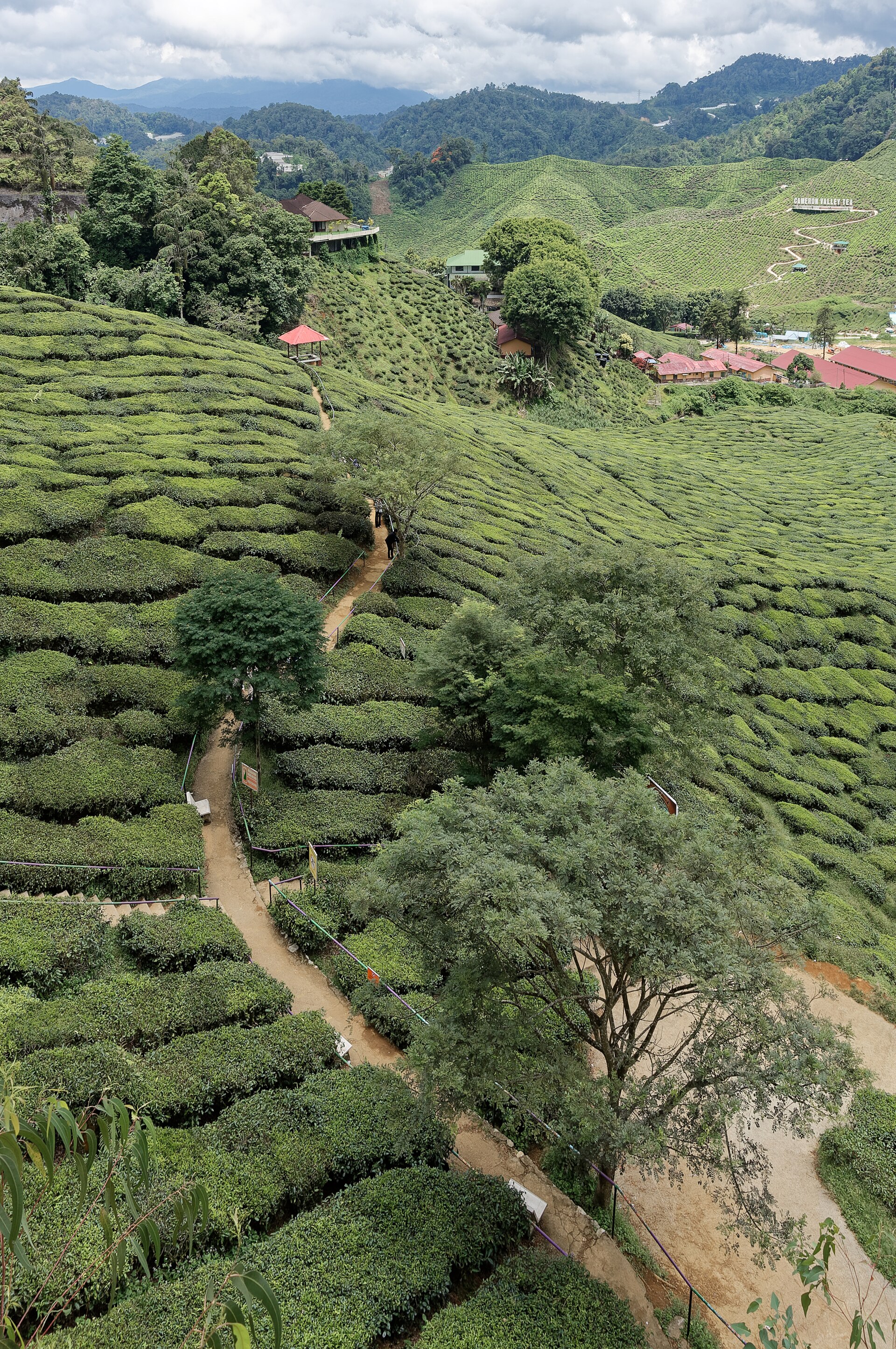 Cameron Bharat Tea Plantation scenery in Cameron Highlands for a Singapore private car transfer